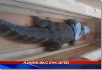 Homem é multado por ter cobra e jacaré como bichos de estimação