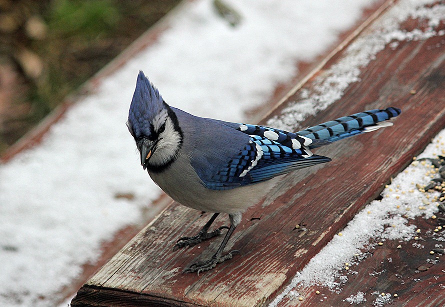 [Bluejay%255B5%255D.jpg]