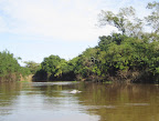 Another pink river dolphin sighting. These creatures were really tricky to get good shots of.