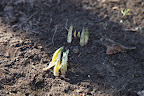 Indeed, the weather has been reaching upwards of 60 degrees, so no wonder these bulbs think it's time to spring up!  Fortunately, a frost will not kill the plants as bulbs are meant to be hardy.