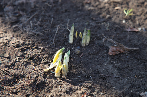 Indeed, the weather has been reaching upwards of 60 degrees, so no wonder these bulbs think it's time to spring up!  Fortunately, a frost will not kill the plants as bulbs are meant to be hardy.