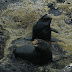 California.sea-lions.dscn9857