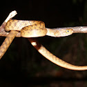Brown tree snake