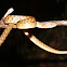 Brown tree snake