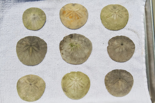 Sand dollars are small marine animals, closely related to the sea urchin. They live on the sandy ocean floor. Sand dollars are small marine animals, closely related to the sea urchin. They live on the sandy ocean floor.