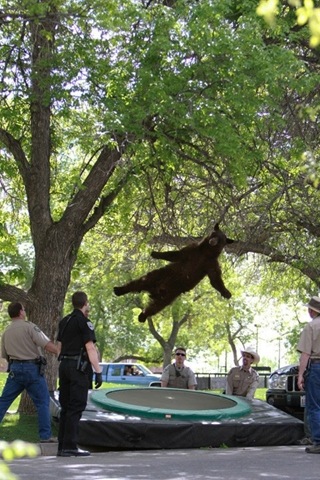 [falling-bear-meme-6%255B2%255D.jpg]