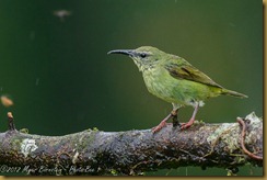 Red-legged Honeycreeper - Cyanerpes cyaneus, Red-legged Honeycreeper - Cyanerpes cyaneus,