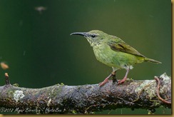 Red-legged Honeycreeper - Cyanerpes cyaneus,