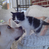 Charlie was completely unafraid of Sam.