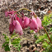 美麗荷包牡丹Dicentra formosa.JPG