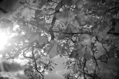 Infrared-Holga-6