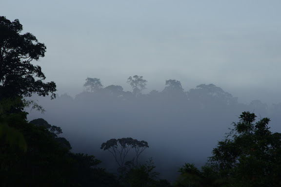 Brume matinale devant les Carbets de Coralie (Crique Yaoni), 31 octobre 2012. Photo : J.-M. Gayman