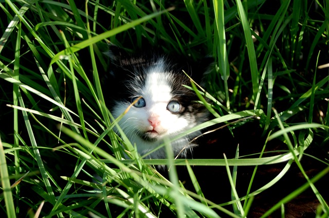 [kitty6%255B2%255D.jpg]