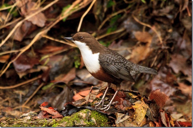 Dipper-4 Dipper-4