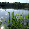 dsc03006.jpg