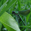 dsc03447.jpg