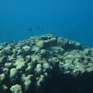  Scuba Dive Buck Island Reef