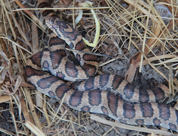 Spotting Image 1