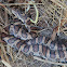 Eastern Milksnake