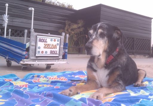 Zelda enjoying the beach with her Roll Zelda Roll cart Zelda enjoying the beach with her Roll Zelda Roll cart
