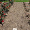 Rose Garden at the Mission 091.JPG