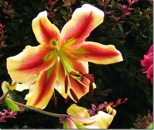 lilywebaug09 lilywebaug09