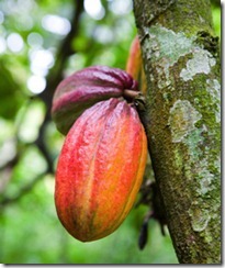 Cocoa cultivation in assam