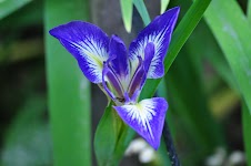 DSC_1784.JPG