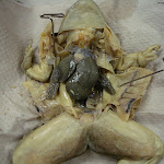 dissect11.jpg