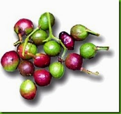Buchanania_arborescens 1 Buchanania_arborescens 1