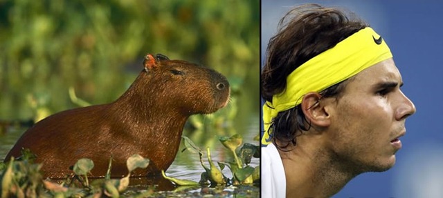 [rafa%2520nadal%2520capibara%2520%252810%2529%255B3%255D.jpg]