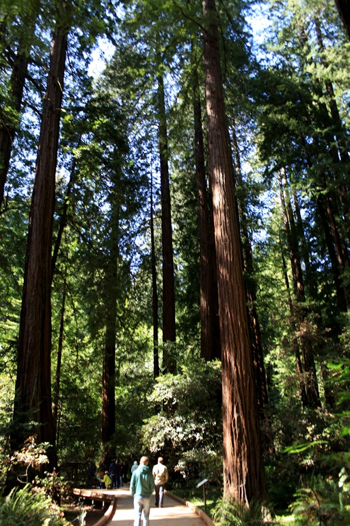 [MuirWoods2012-copy5.jpg]