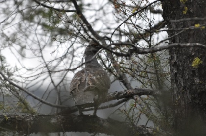 grouse.jpg Grouse