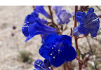 Spring Flowers in Joshua Tree National Park, (Photo by Rick Parker)