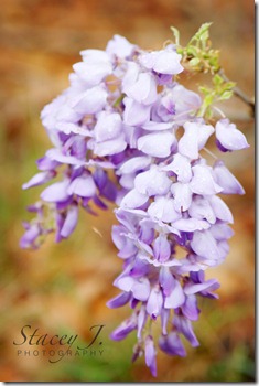 lilacs 002 copy