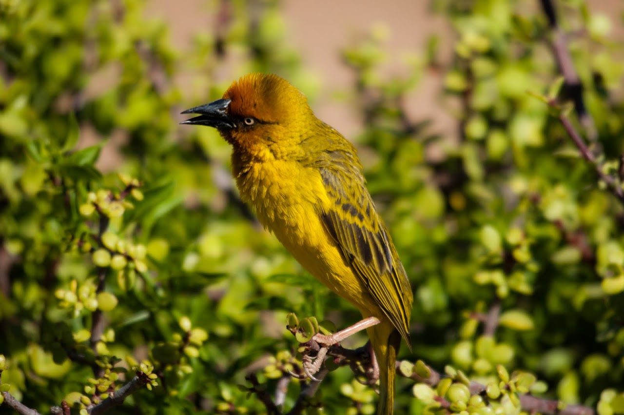 Bird in Addo