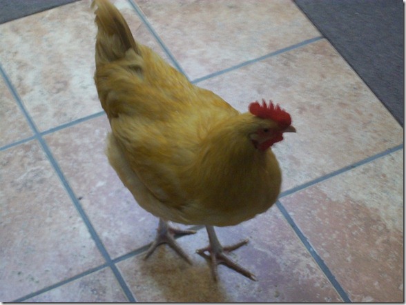 2011-07-14 Chickens 023