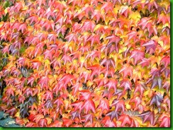 Parthenocissus_tricuspidata