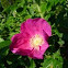 Eglantine Rose