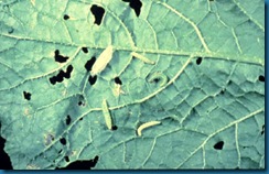 hoverfly larvae with cabbage worms