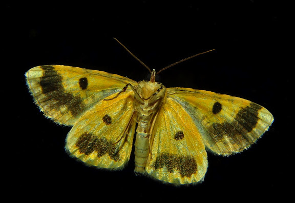 Geometridae d'Australie orientale (N.S.W.) - Geometridae : Ennominae : Boarmiini : probablement Cleora perfumosa WARREN, 1896. Umina Beach (NSW, Australie), 17 octobre 2011. Photo : Barbara Kedzierski