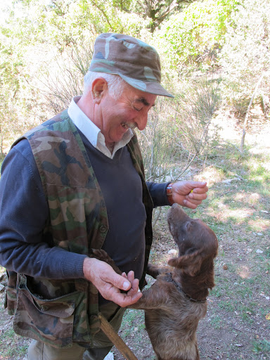 Dogs aren't interested in eating truffles the way that pigs are, and if you reward them sufficiently, they'll just sniff for more truffles!