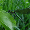 dsc03450.jpg