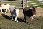 Mini-donks measure about 36-inches tall at their withers, or front shoulders and they come in all donkey colors.