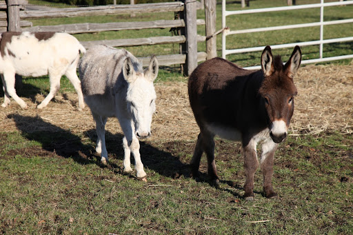 Mini-donks measure about 36-inches tall at their withers, or front shoulders and they come in all donkey colors.