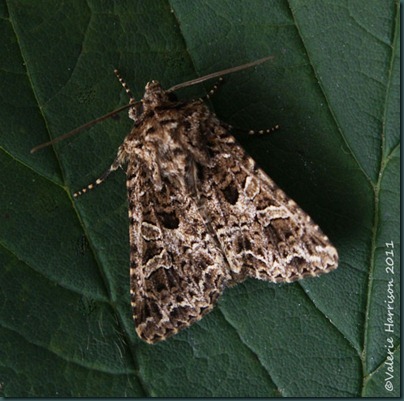 Lychnis Lychnis