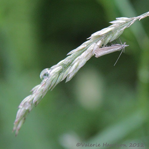 [Agriphila-straminella2.jpg]
