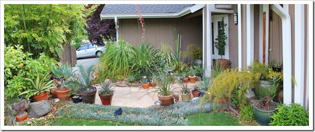 130508_frontyard_succ_bed_pano