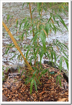 111124_Phyllostachys-vivax-Aureosulcata_03 111124_Phyllostachys-vivax-Aureosulcata_03