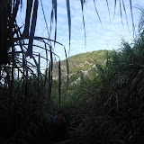 Nearing the crater area of Gunung Ambang (Dan Quinn, February 2013)